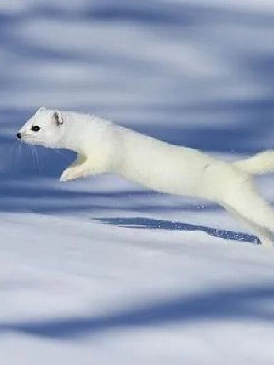 每天介绍一种生物|德拉科61马尔福  中文名:白鼬 学.