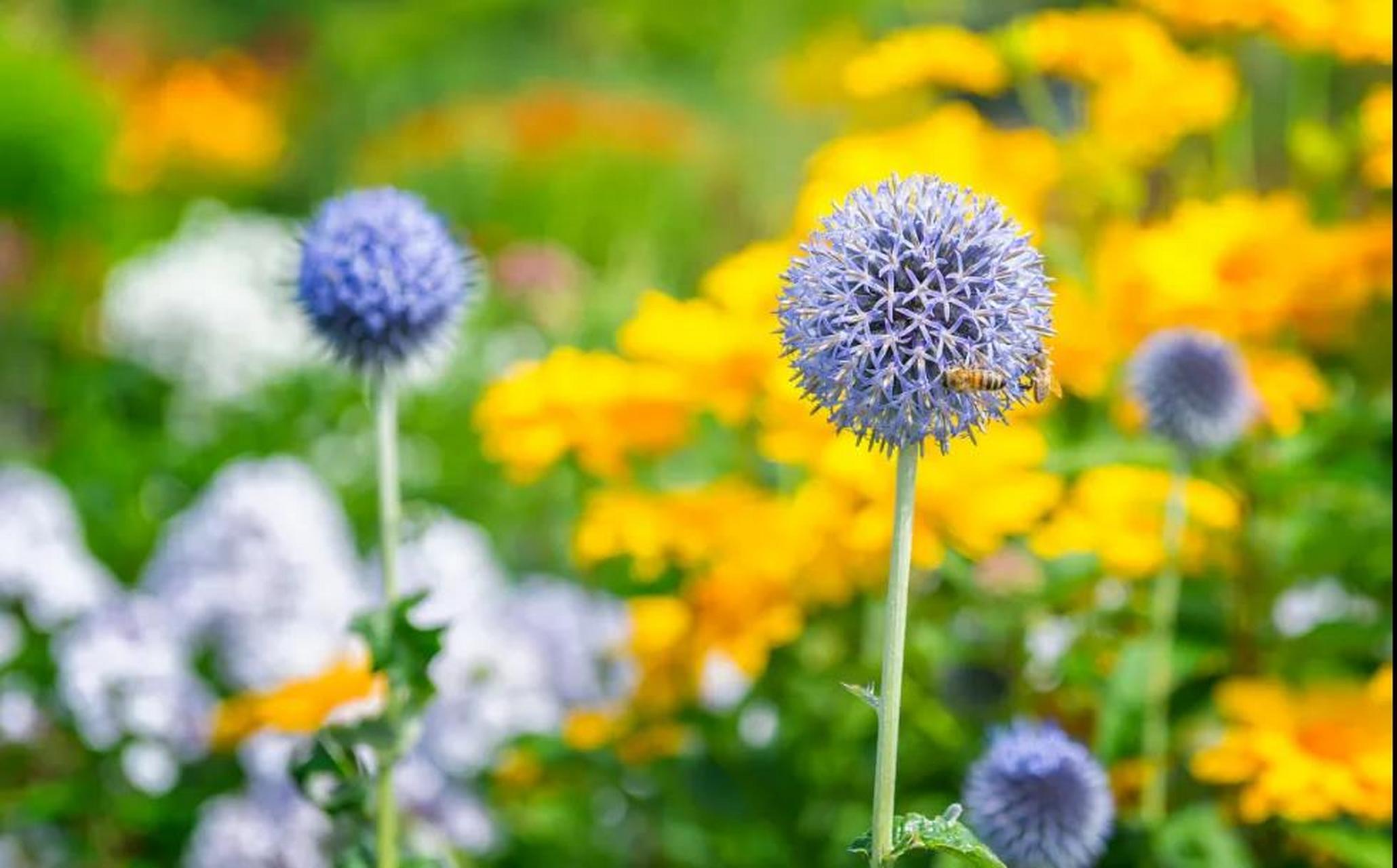 百度家居大师团# #硬核新知派# 白刺头喜温暖湿润的环境,其耐寒性