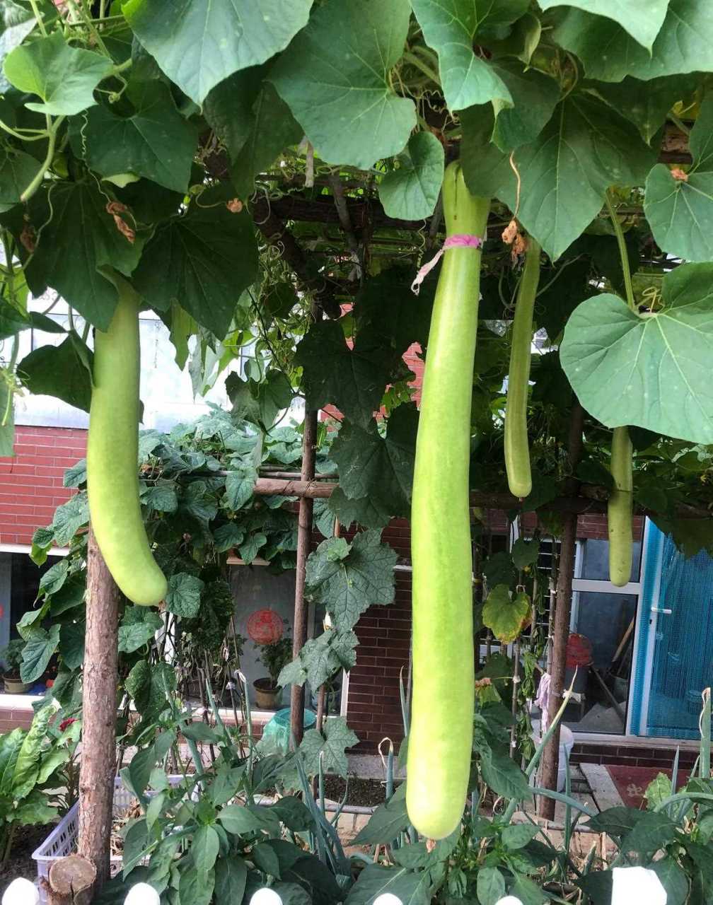 这么长的瓠子, 友友们见过吗? 我家乡这个瓜的叫法是务子.