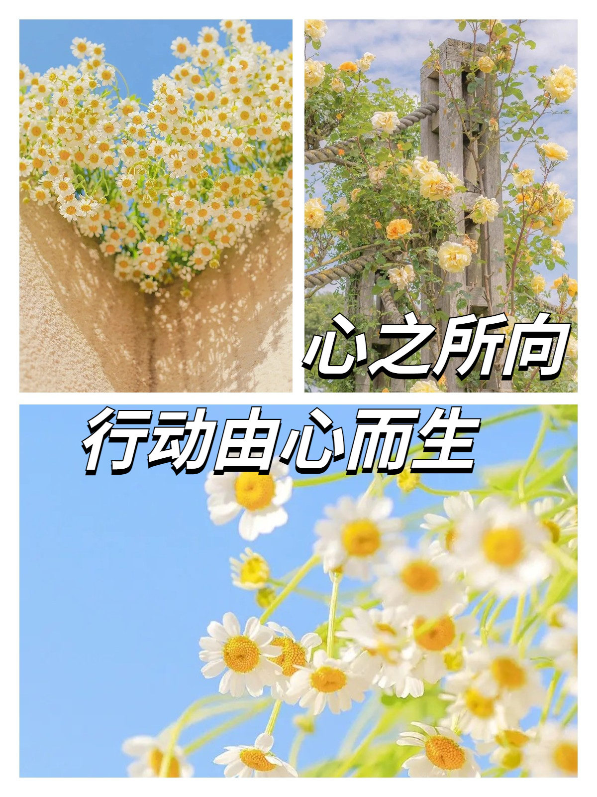 心之所向,行动由心而生 在生活中,有一句名言"心之所向,行动由心而生"