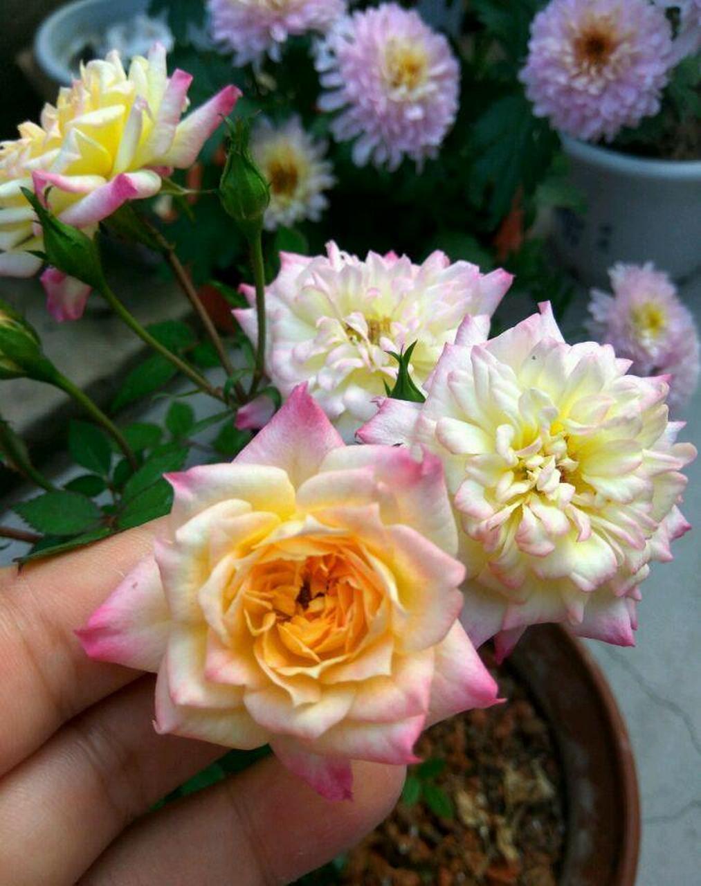 微型月季花"小五彩",一种会同时开几种颜色花朵的植物,五颜六色,绚丽