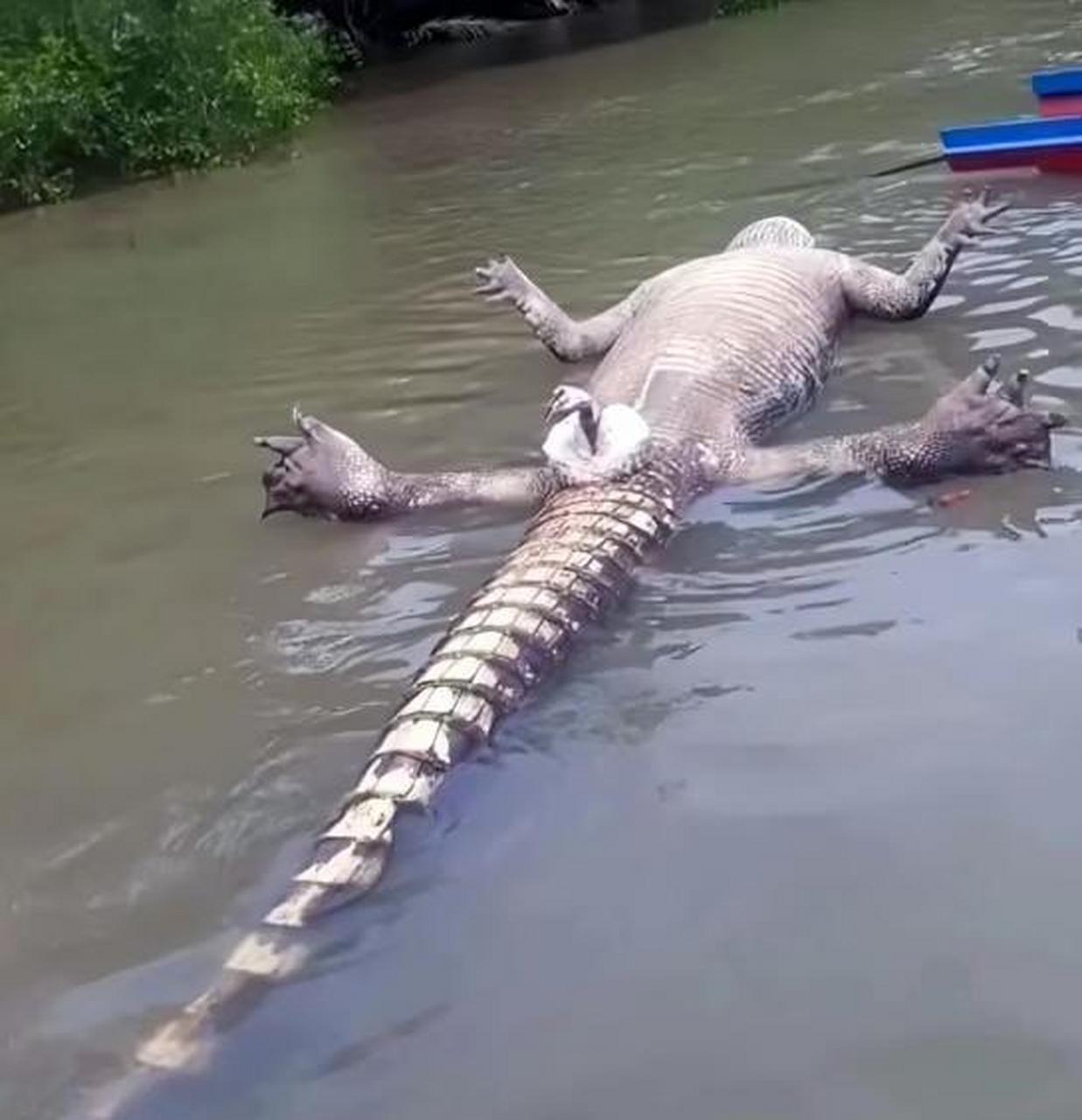 鳄鱼看样是死掉了,那个鸭子算是怎么个意思? #搞笑趣味图