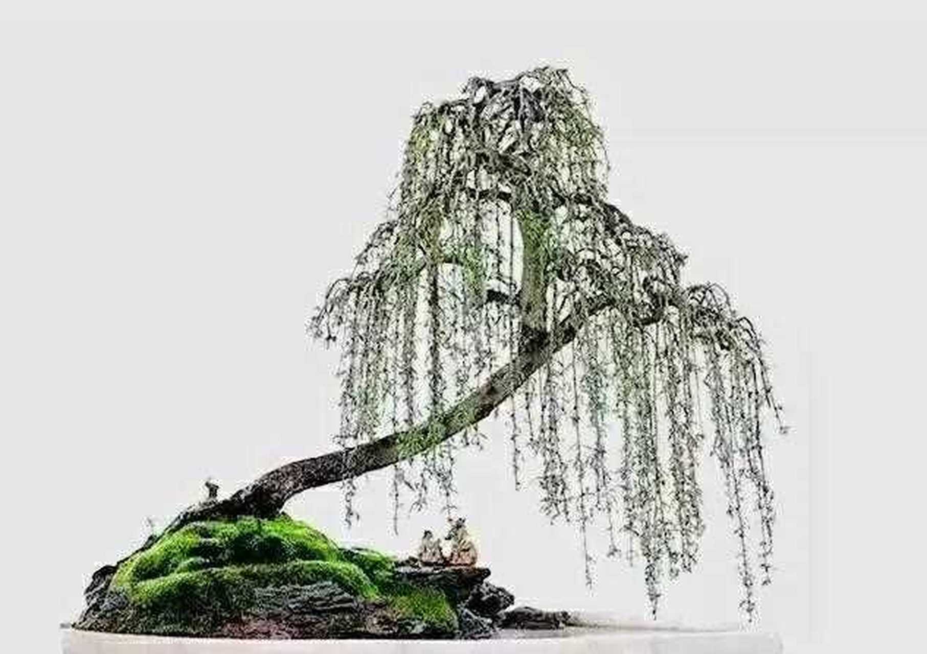 柽柳 樱络柏  垂柳式精品盆景佳作欣赏