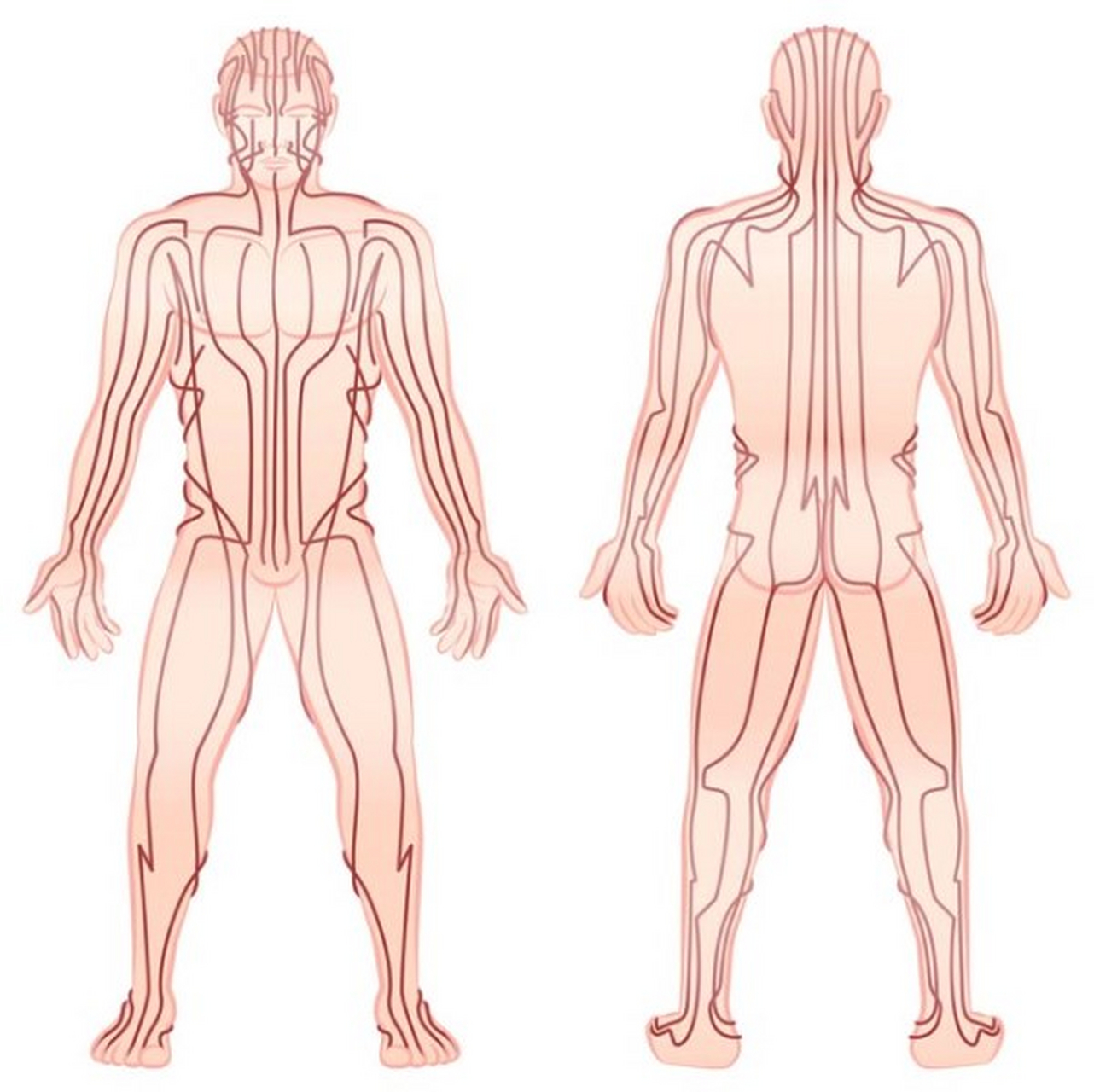 (经络是中医上说的,看不见也摸不着;血管和神经则是西医里面讲的.