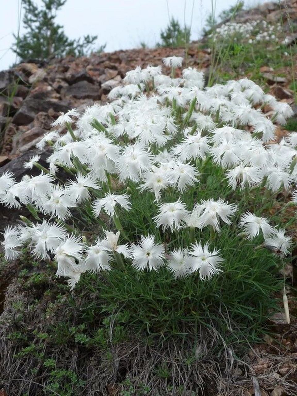 今日识花针叶石竹 针叶石竹 dianthus acicularis 针叶石竹是石竹科