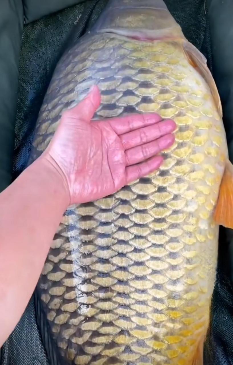 网友:刚钓上来的,这条鱼应该有十斤重吧?