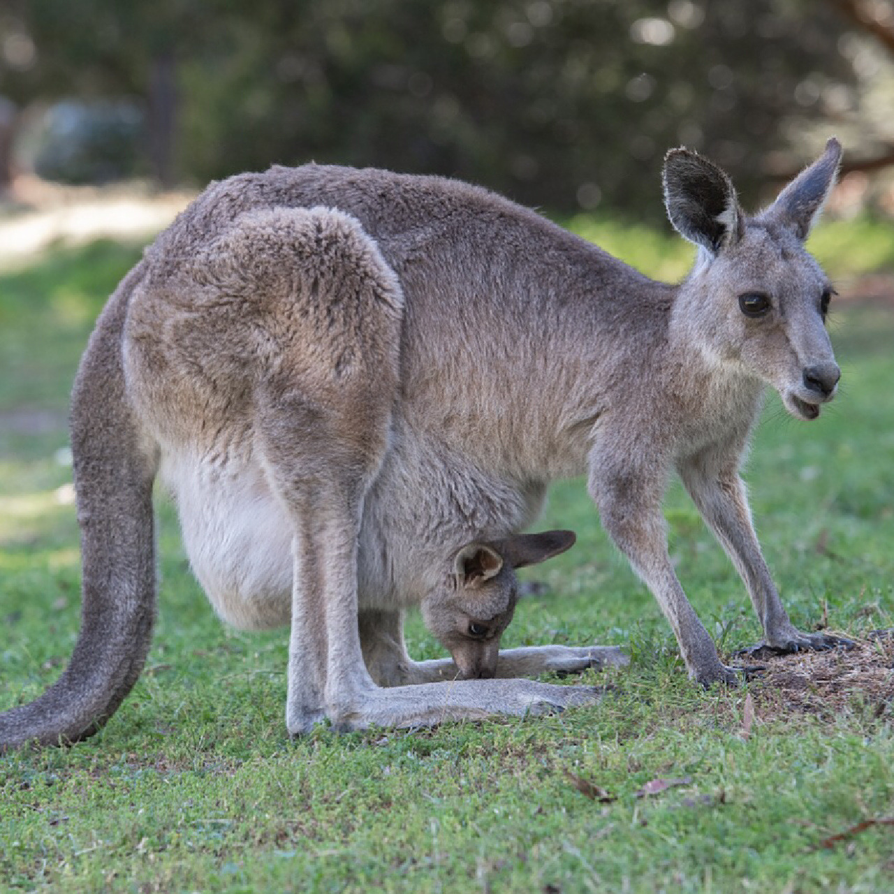 每天陪孩子一起瞧动物 名称:袋鼠 分类:动物界,脊索动物门,哺乳纲,后