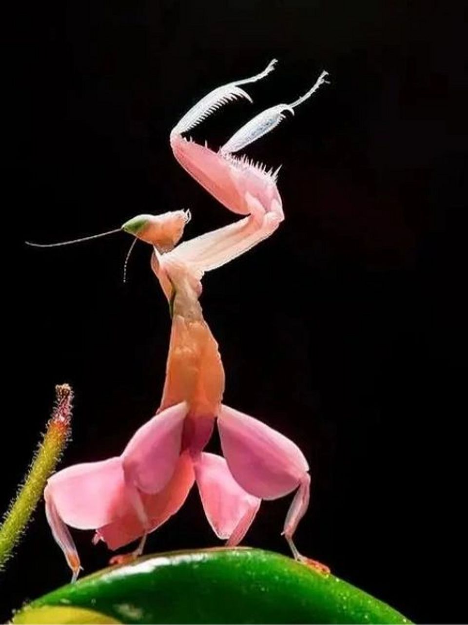 螳螂如此美丽 兰花螳螂 淡雅美丽的生物 四条行走的腿好似花瓣 成年