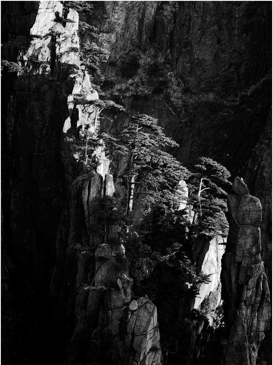 《黄山奇松》  年摄于安徽黄山.