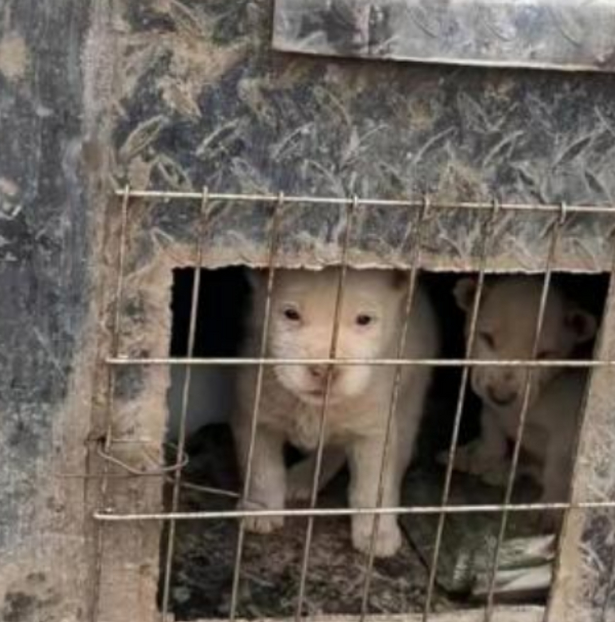 狗子向往自由的眼神,可怜