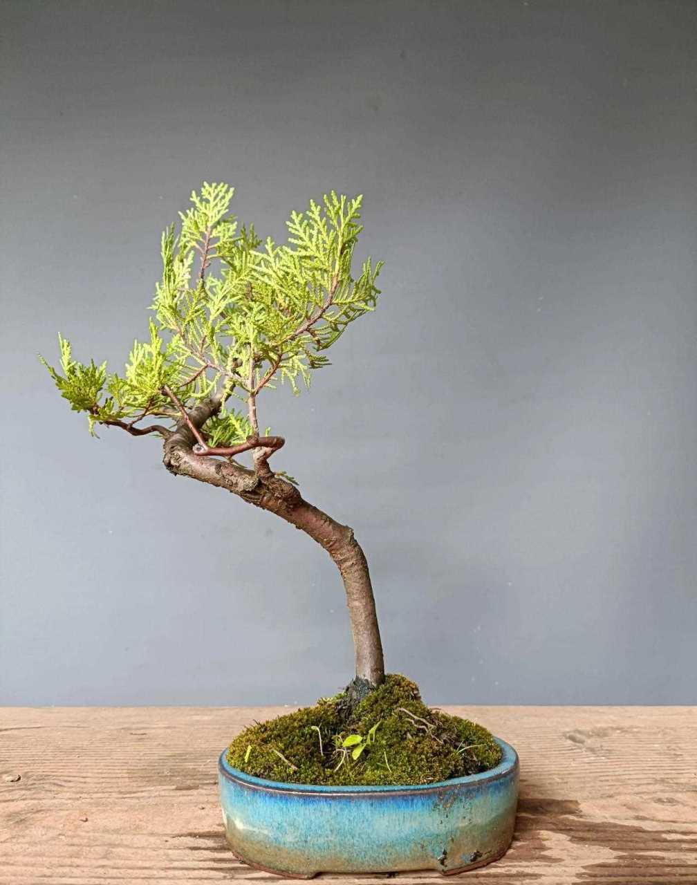 洒金柏[羊驼] 带盆65[笑哭]