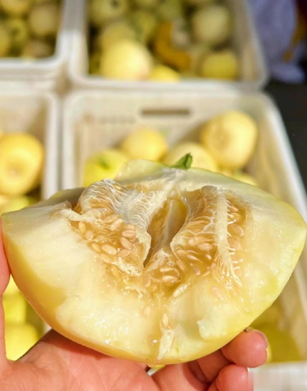 【初恋般的甜蜜】山东沂蒙山上小蜜罐甜瓜给我香迷糊了———华盛绿能