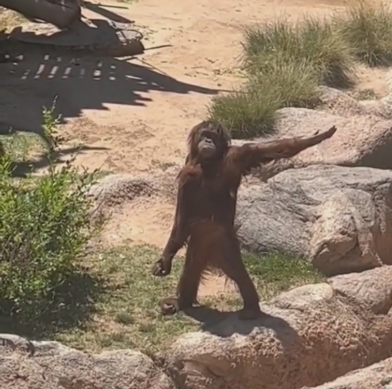 高冷猴子伸手跟游客要吃的