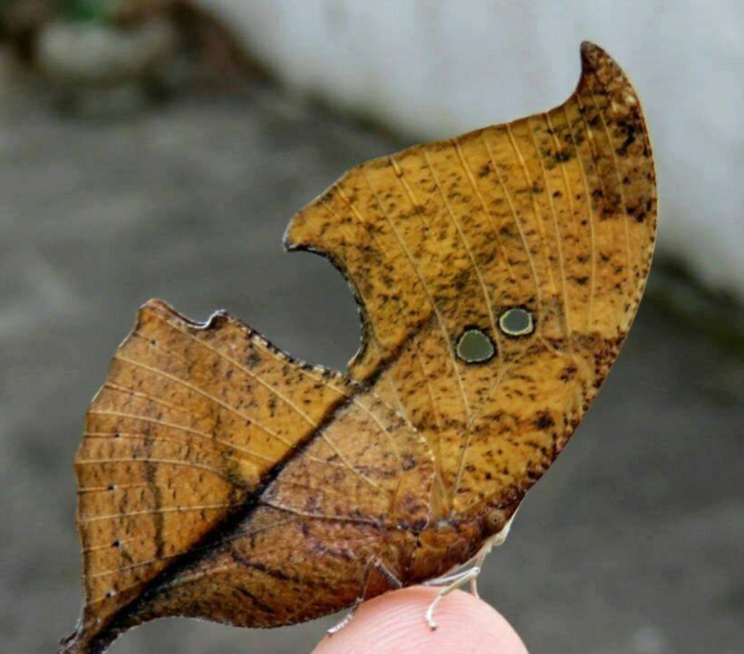 有趣的动物:枯叶蝶(dead leaf butterfly)