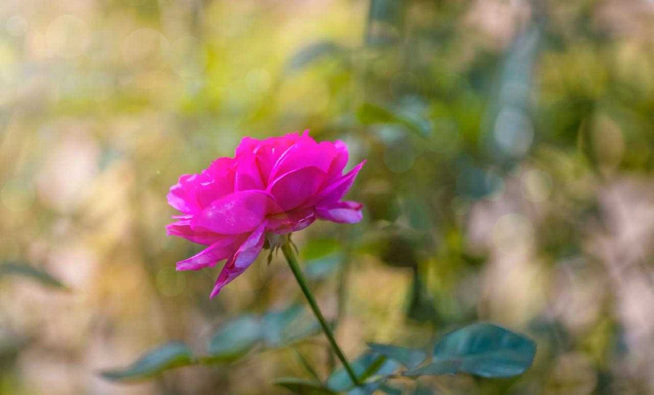 伊芙热情 有人说伊芙那么多品种 只要种几种代表的就行了 比如伊芙