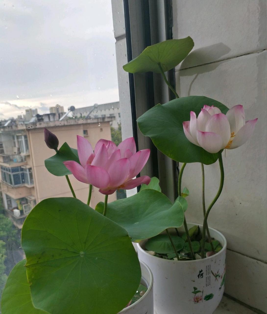 盆莲,又名碗莲,荷花里的小型品种,一种可以在花盆里养的观赏荷花,有个