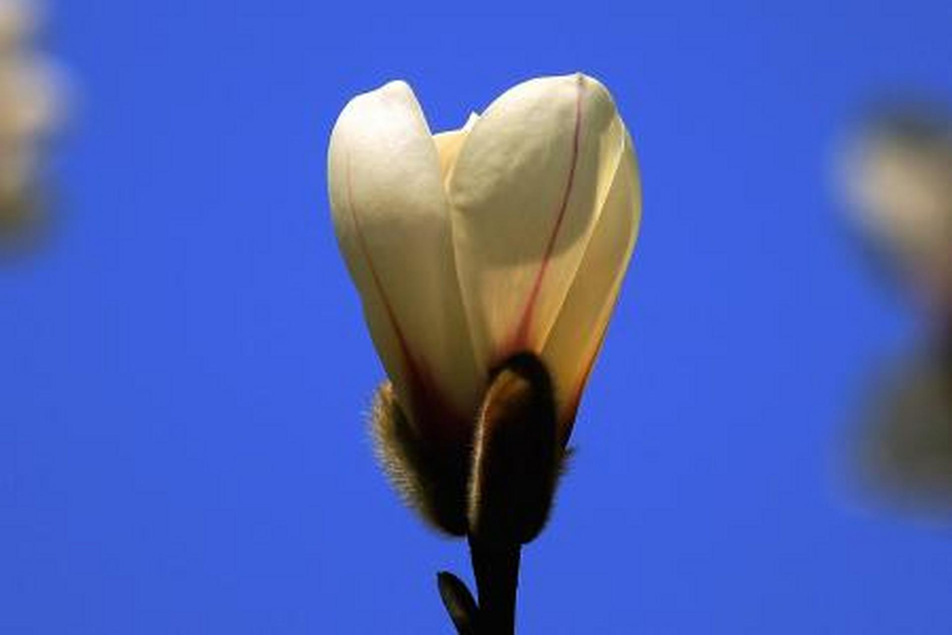 农历二月,南京的玉兰花立枝头,一般白色玉兰先开,紫色玉兰和粉白渐变