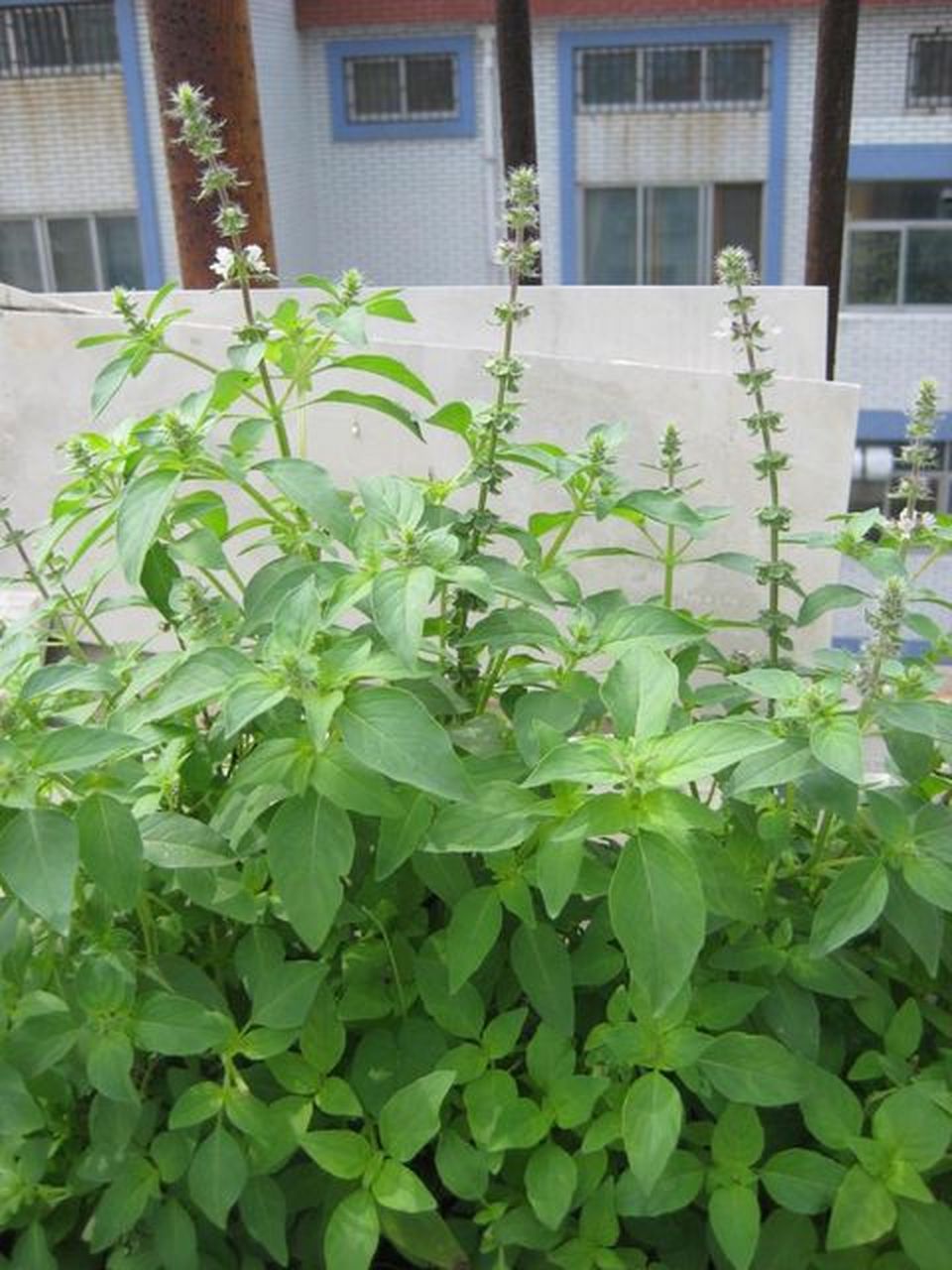 河南人有多爱荆芥菜?就像云南人爱吃鱼腥草一样