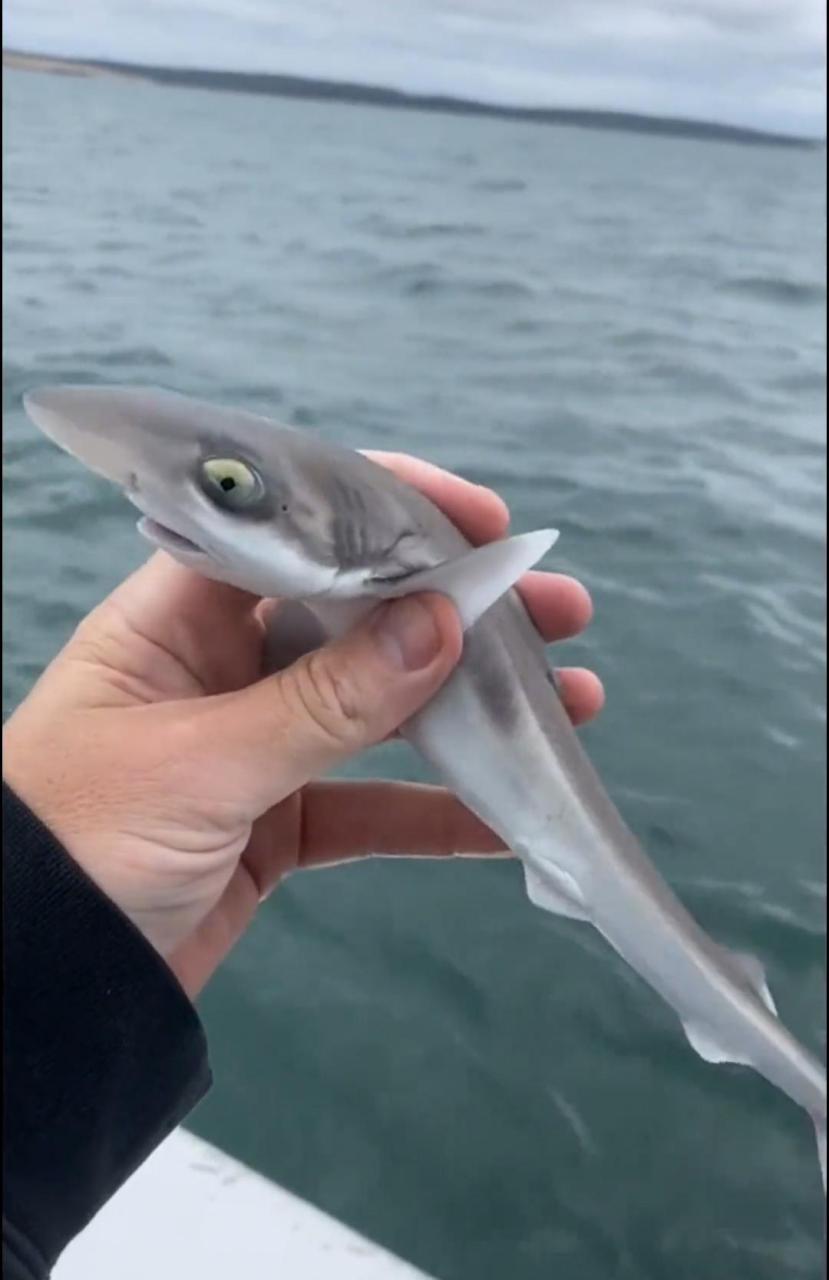 网友:鲨鱼宝宝:莫欺少年小,赶紧放了我,过会我妈妈来了你就麻烦了,好