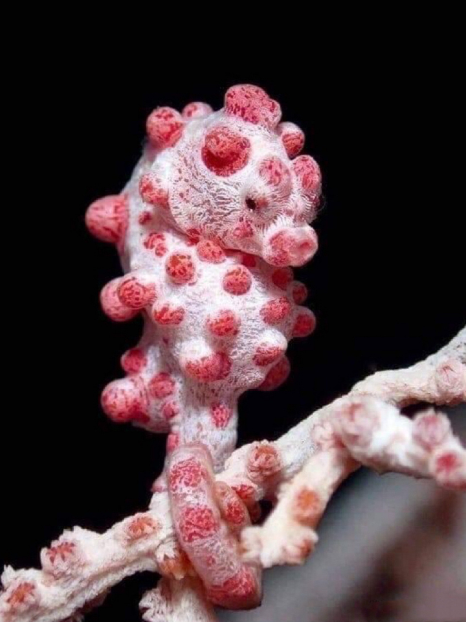 名称:豆丁海马,侏儒海马 外文名:pygmy seahorse 简介:它是一种生活在