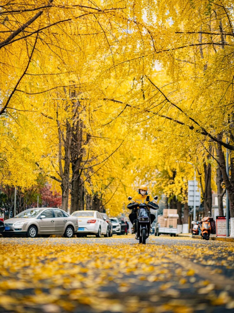 银杏citywalk线路:11月的成都人民有福了  作为成都市的市树,每年在深