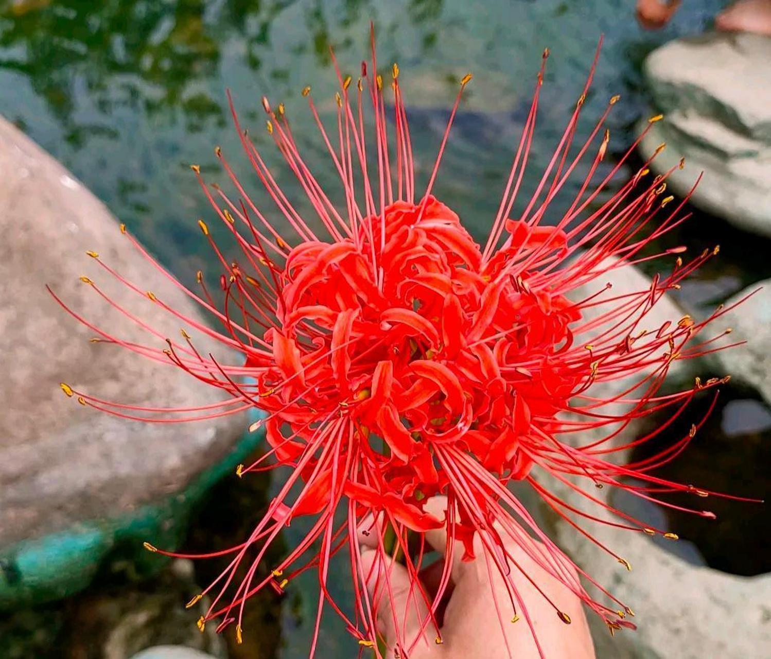 传说中黄泉彼岸花,花叶永不相见