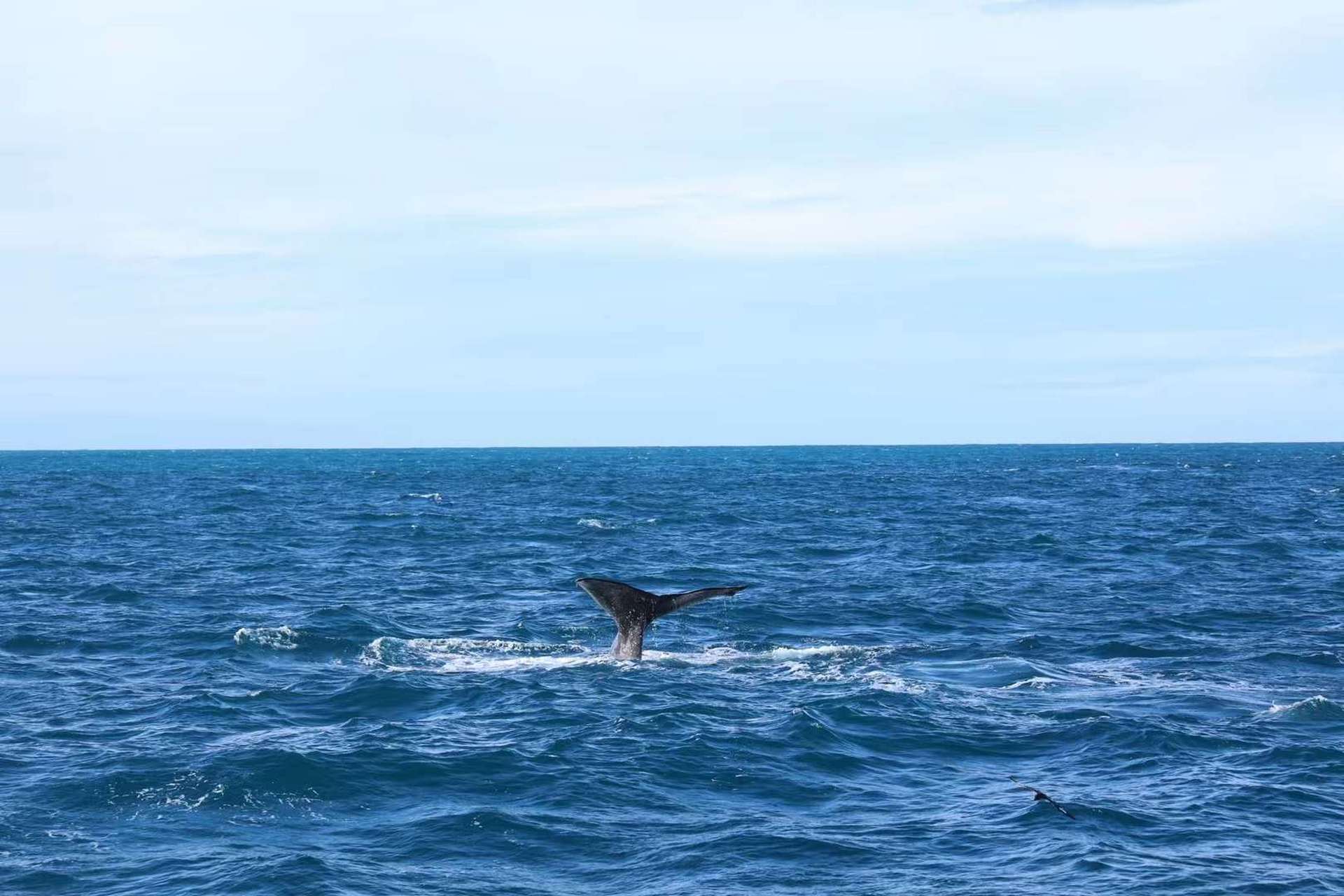 生于海,逝于海,接着,归于海,反哺海.这一切在深海之境悄然上演.