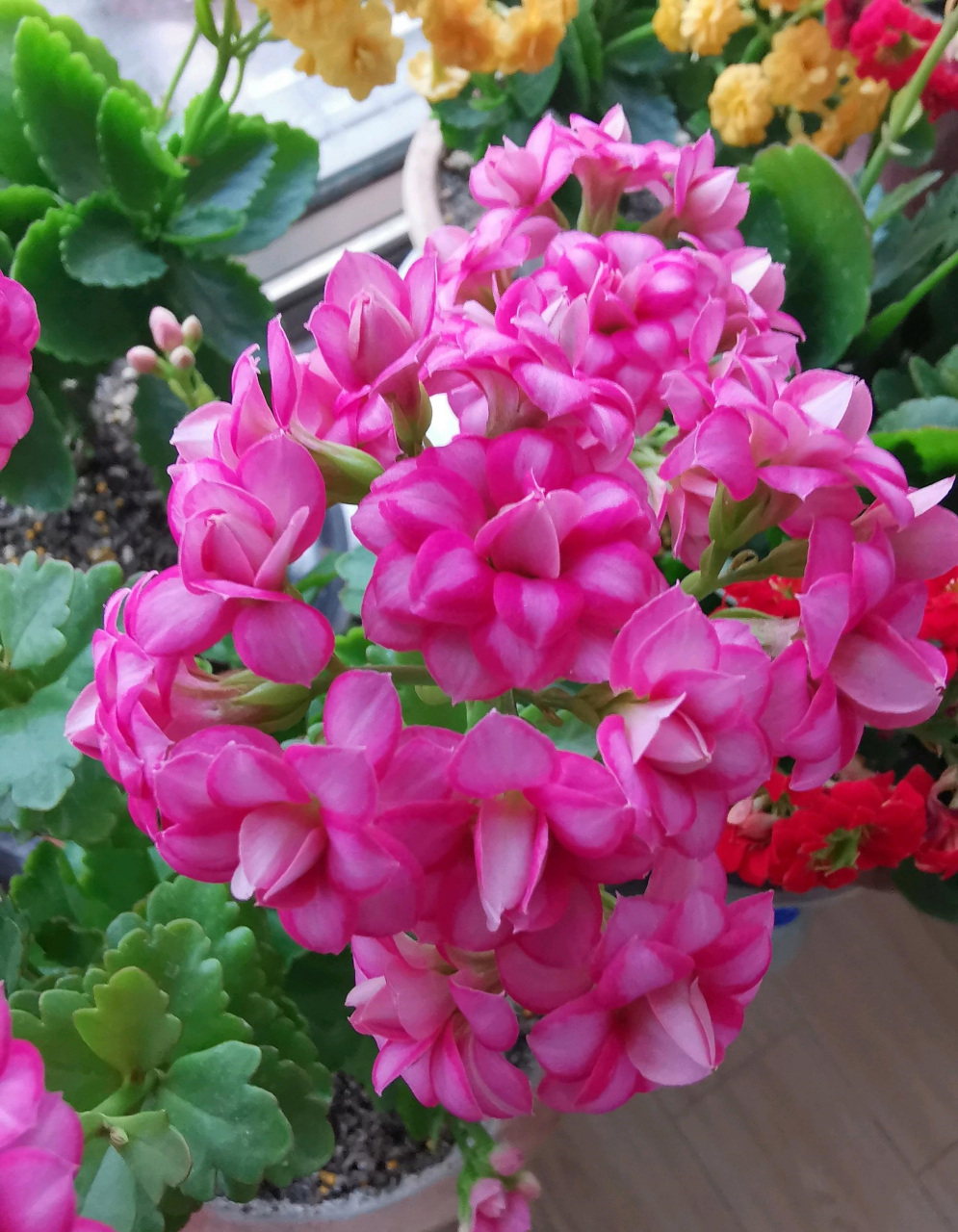 秋天开始,进入长寿花的"主场",这个品种名叫"达科塔",这两年很火的新