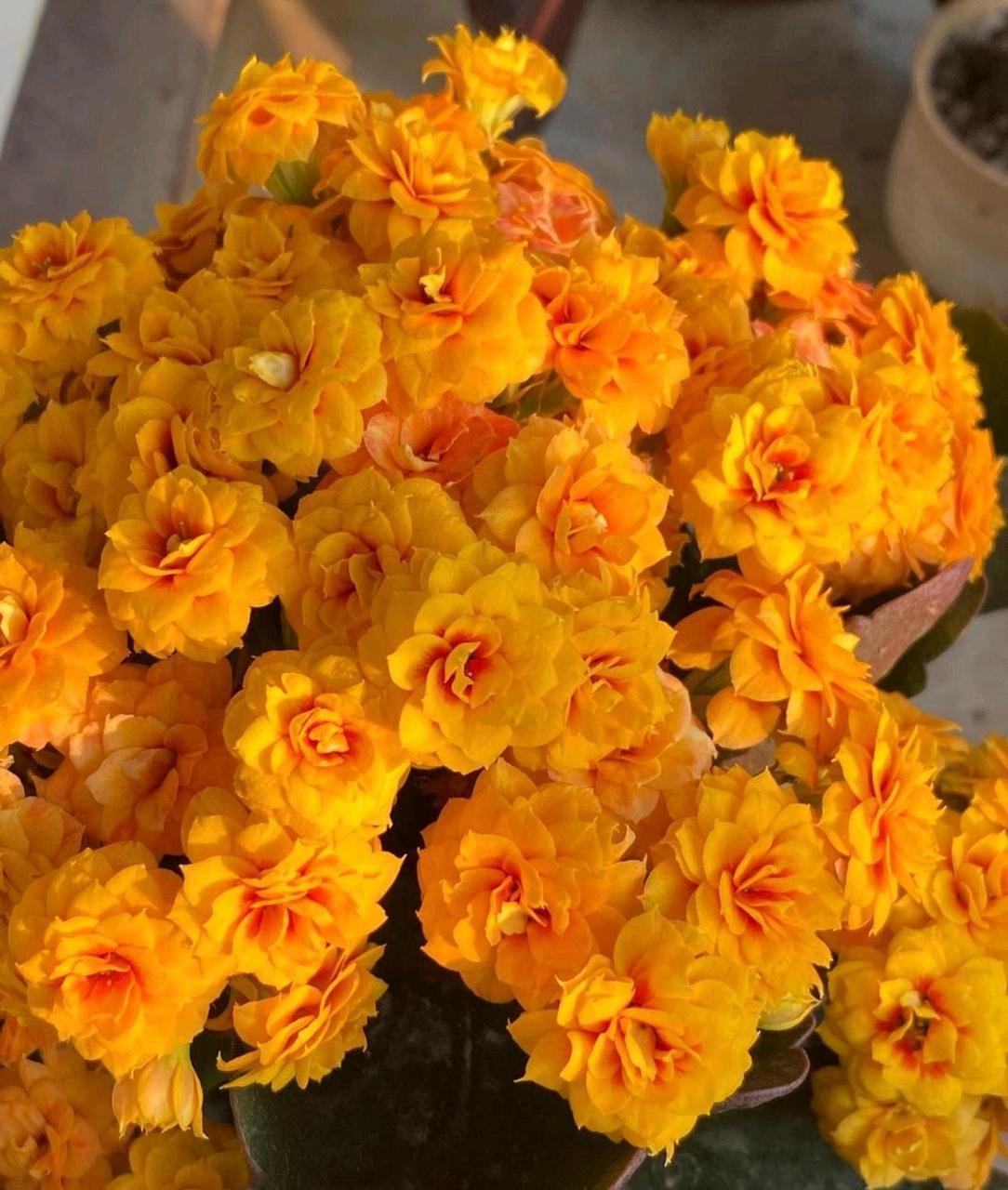 如若你也喜欢,那就养一盆吧,长寿花"宝玉"[赞同][赞同][赞同][赞同]