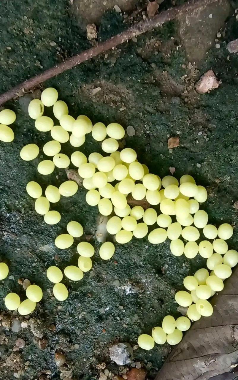 真长见识了,原来蜗牛蛋是这样的