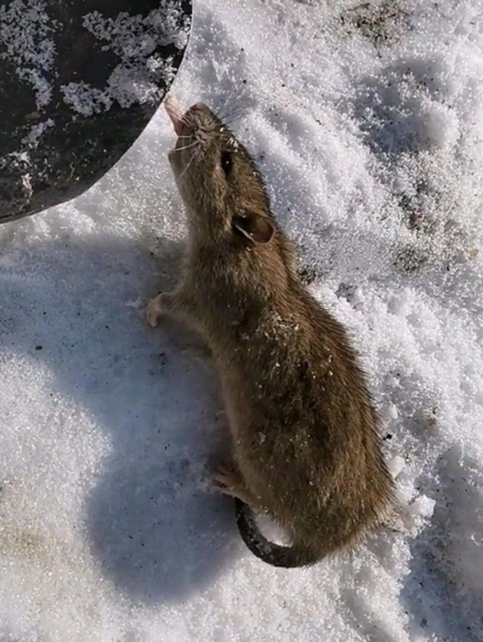 这南方老鼠一看就是第一次到北方,竟然用舌头舔冰块!