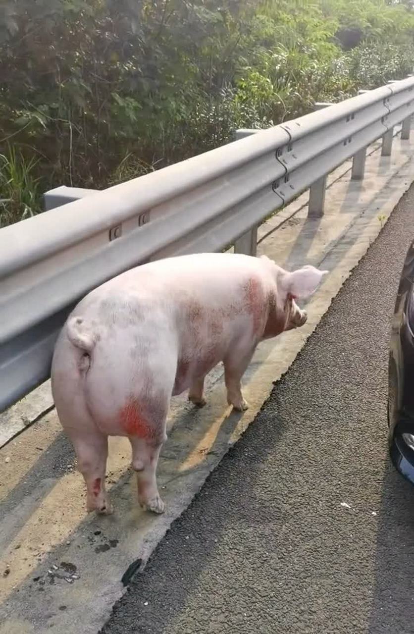 這豬一定是從前面車上摔下來的,看起來傷得很重,我真想把它帶回家.