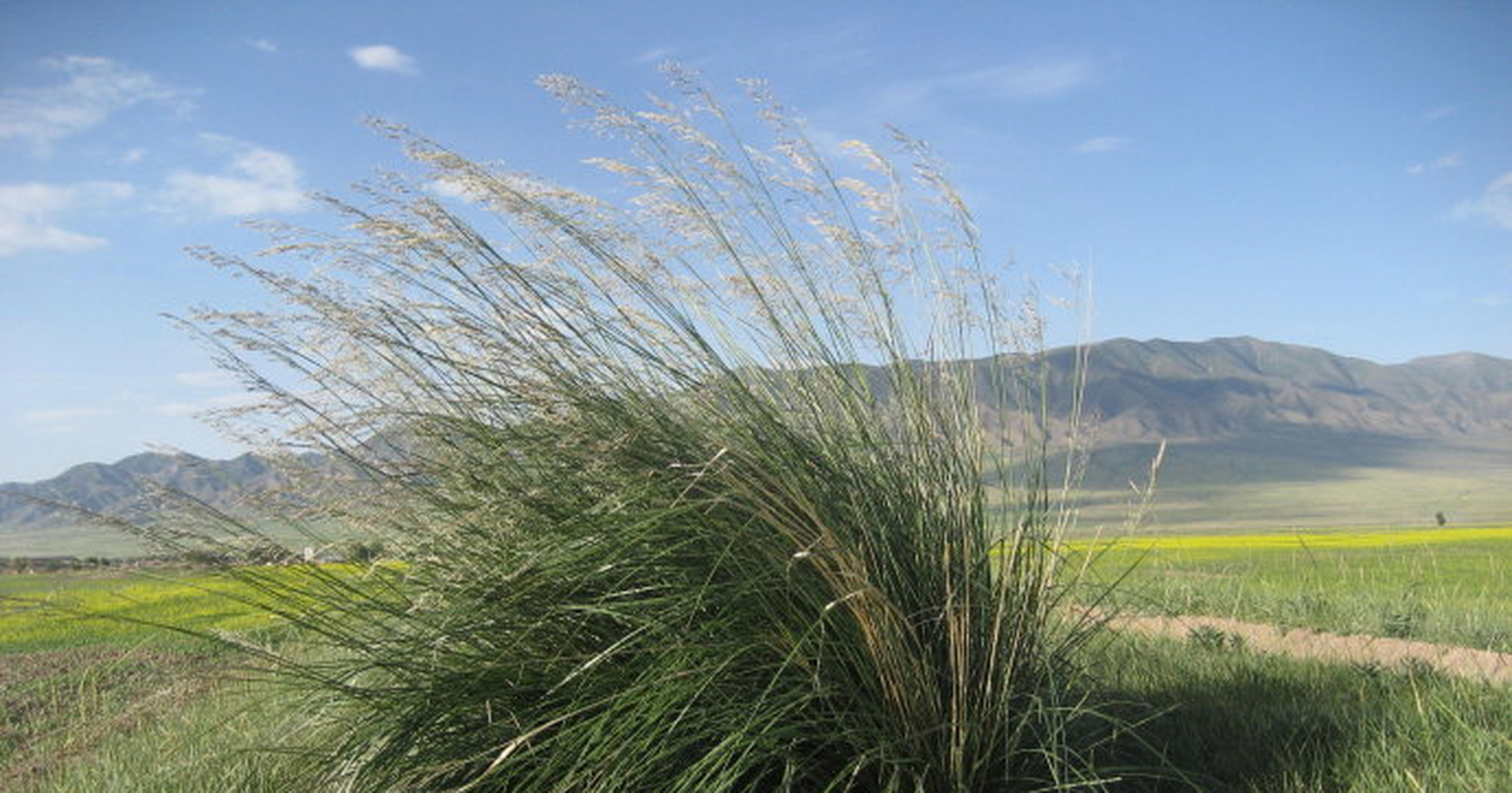 文/芨芨草 芨芨草  文/芨芨草 芨芨草,一种生长在大北方草原上的植物