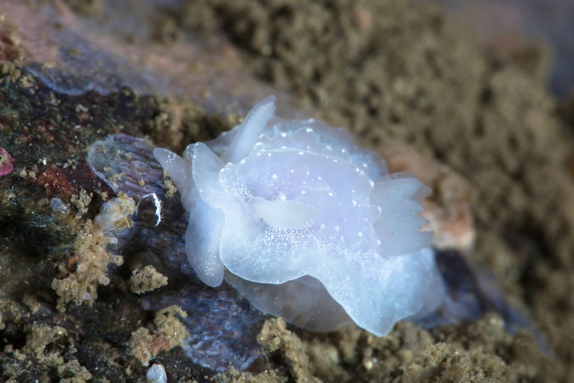 别名:白角海蛞蝓  🤍 goniodorididae科的一种海洋腹足类软体动物