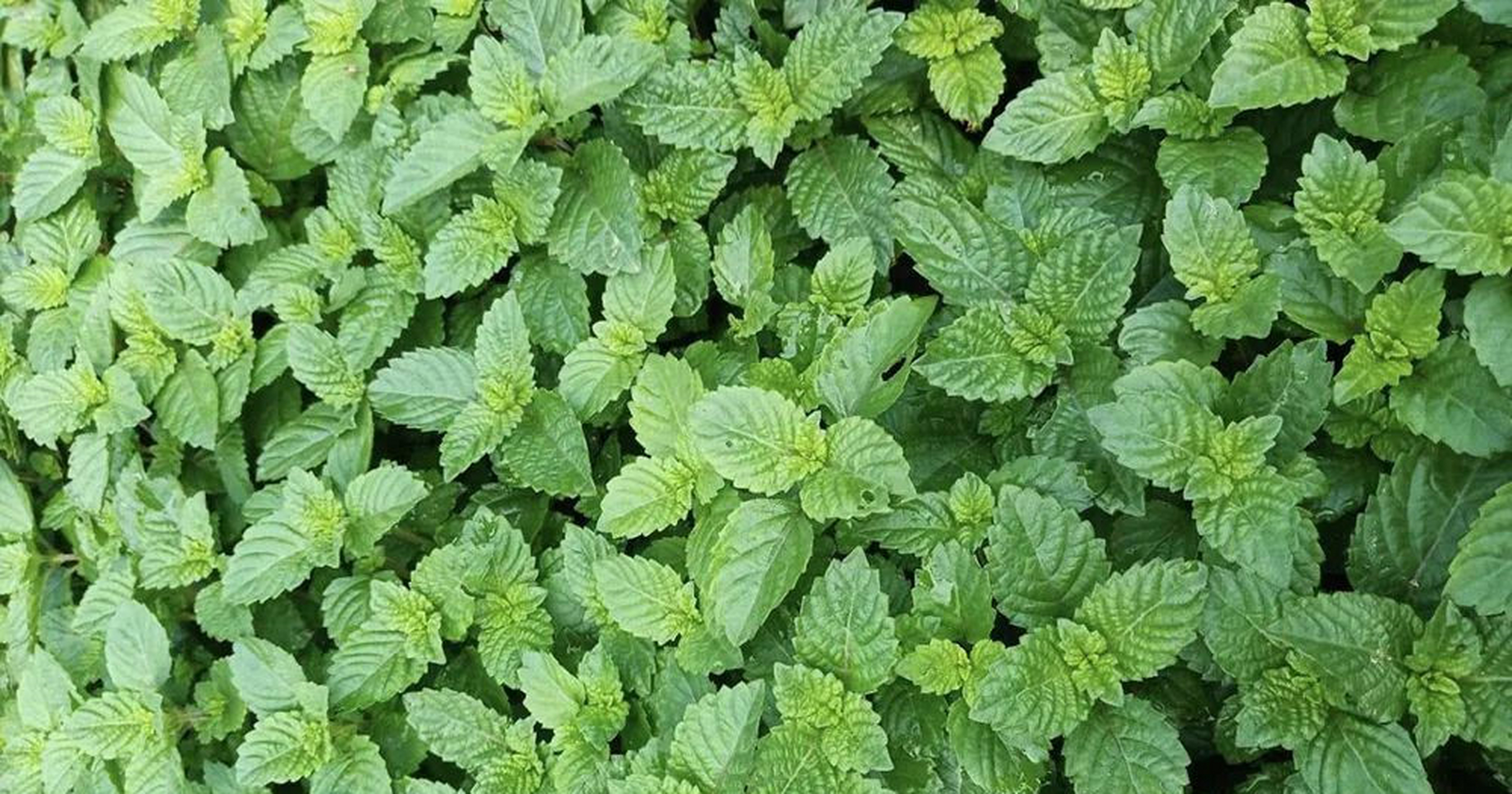 凉粉草这种植物,但从外形上看,长得特别像薄荷,好多没种过它的朋友
