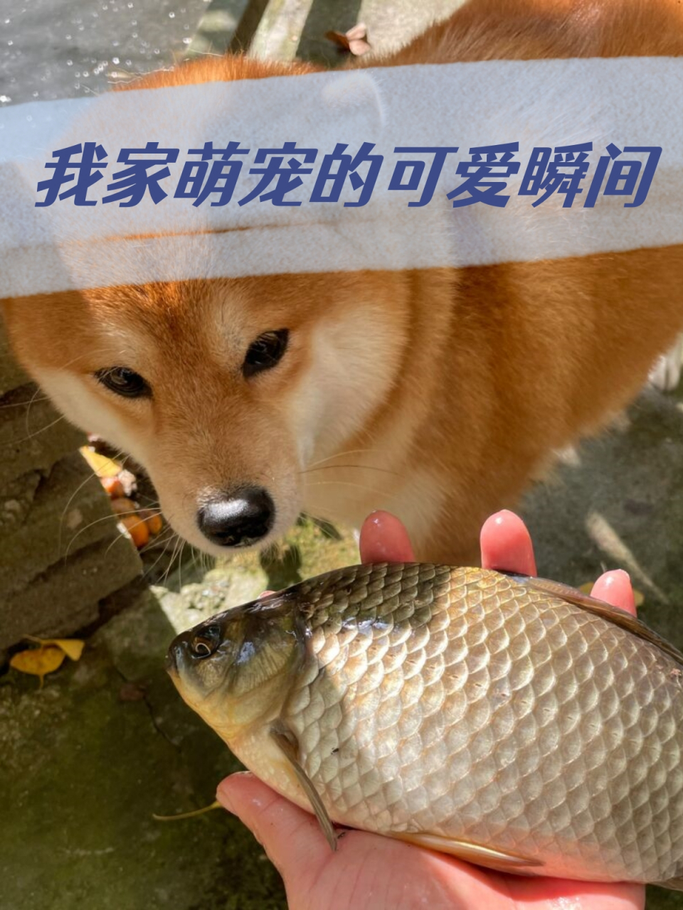 我家萌宠的可爱瞬间  我家狗狗看到鱼的时候,总会流露出无尽的可爱