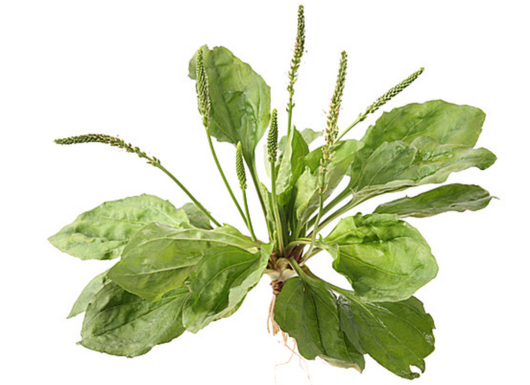 查出乙肝不要怕,这三种草药,胜过一把药.