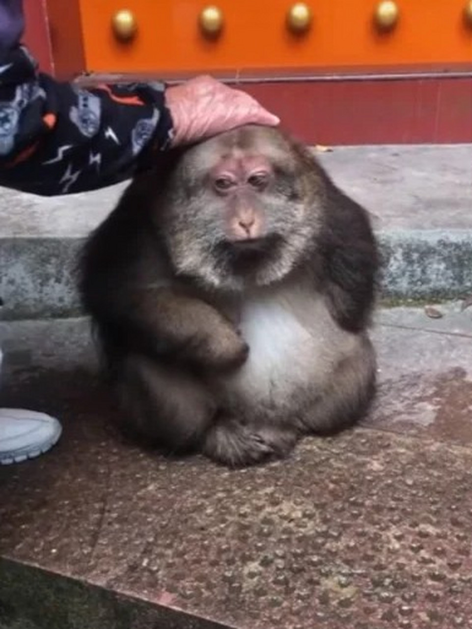 出家人慈悲为怀普渡众生,一间寺庙经常喂食一只断臂的猴子,一养就是10