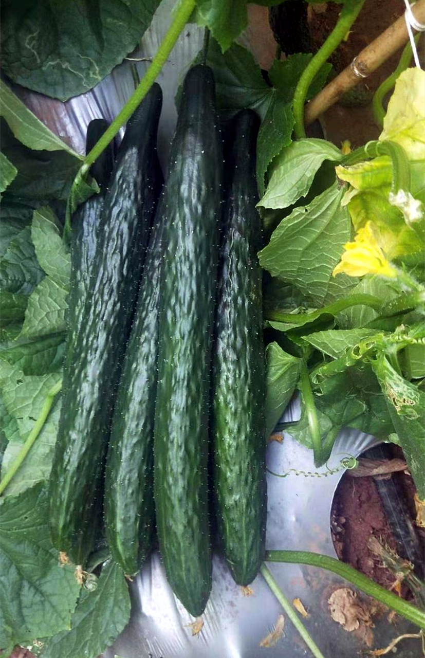 民国初年,一位老北京的苦力在"享受"自己的午餐.