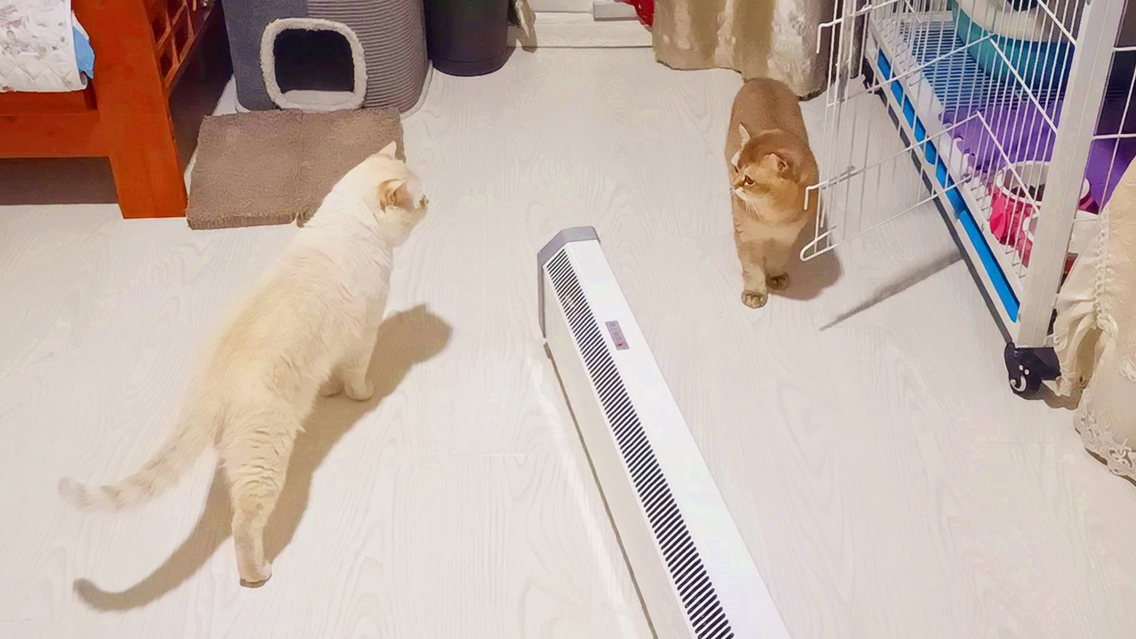 今天宠物之道《哎呦与偶像》视频已经发出来了,标题是《两只高颜值