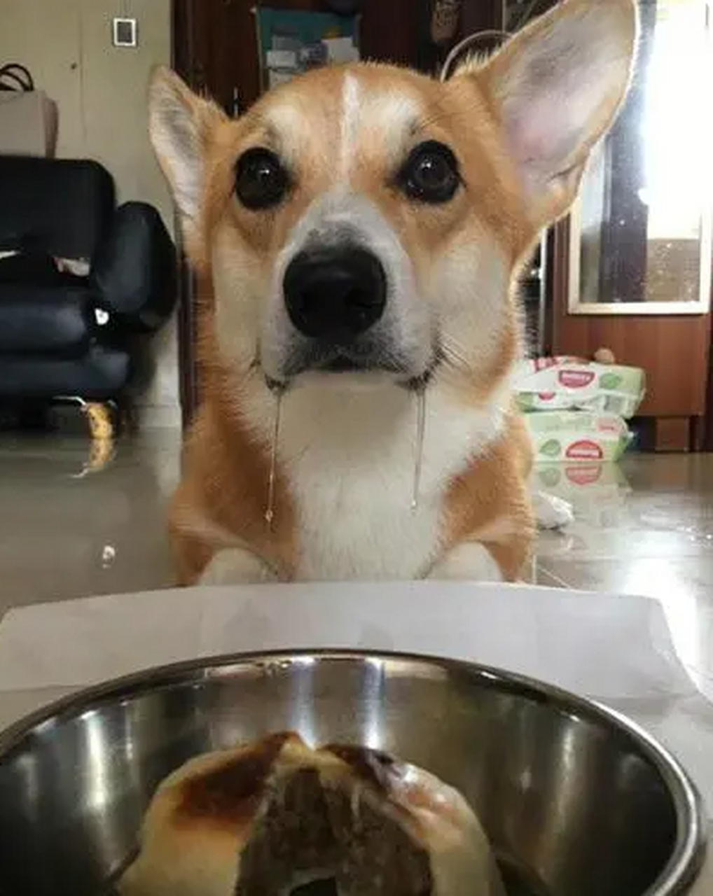 这狗子也会馋的流口水?
