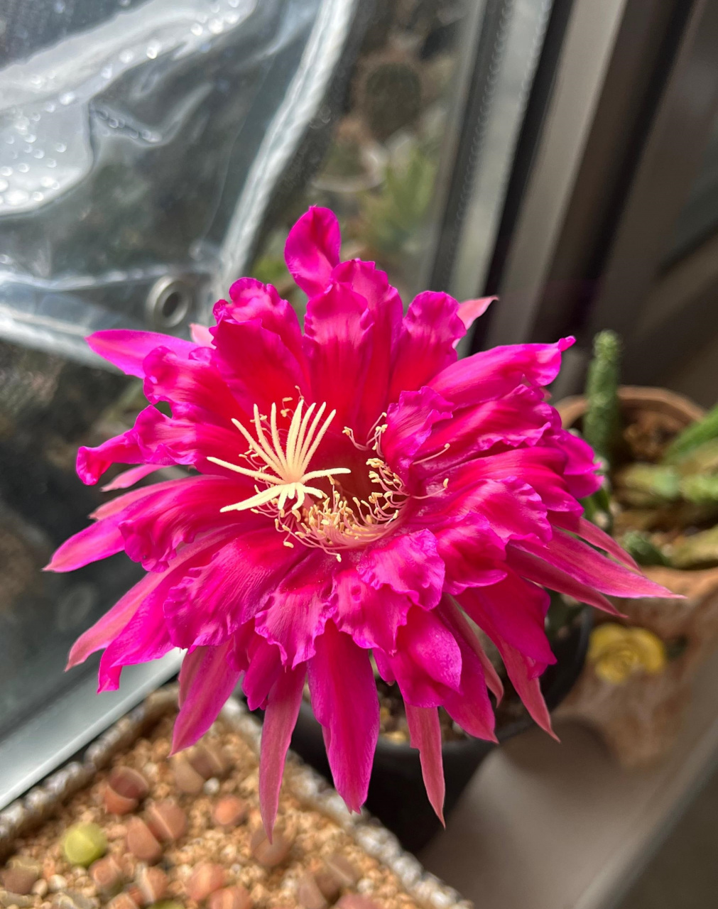 喜欢仙人球的朋友,给大家推荐一款很另类的品种——帕帕基诺(papageno