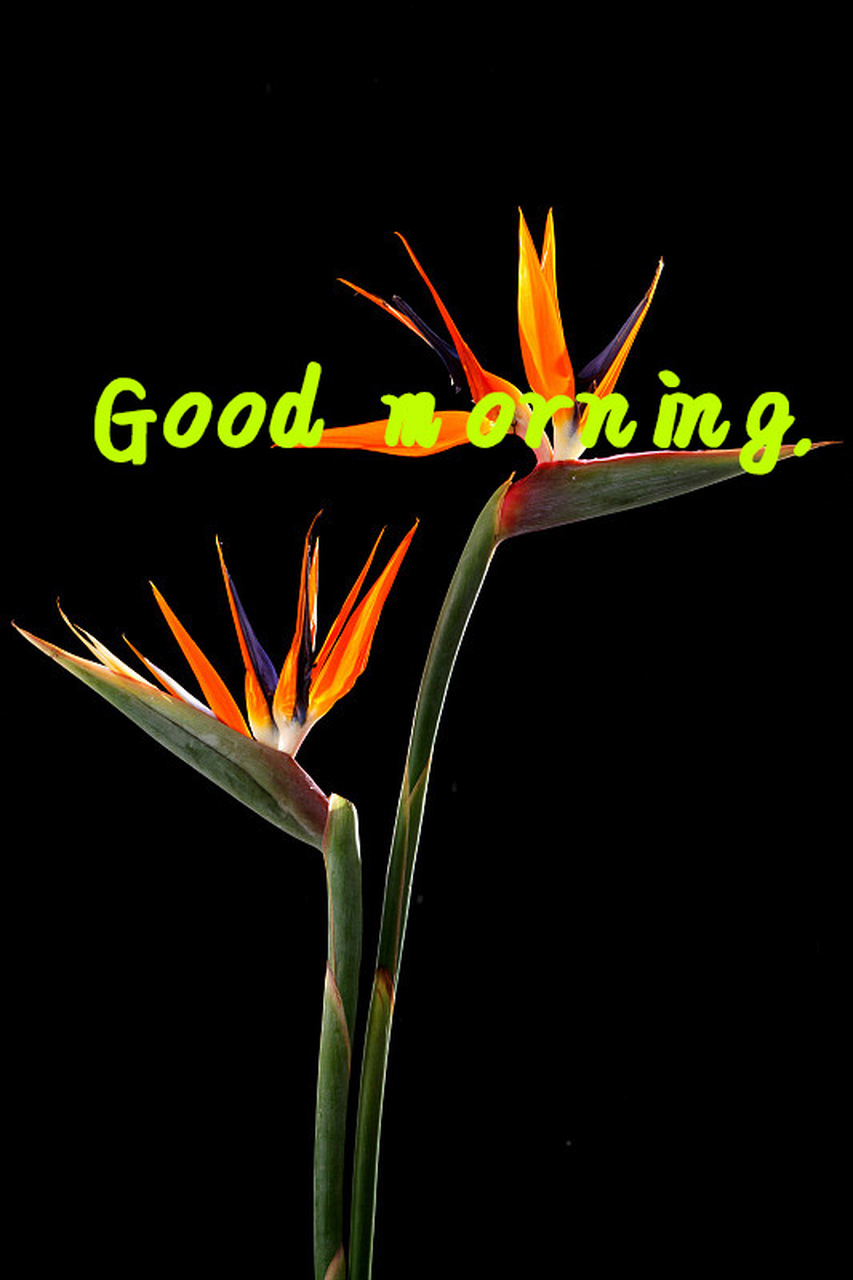 早上好. its time to get up! 该起床了! lets fold up the futon.