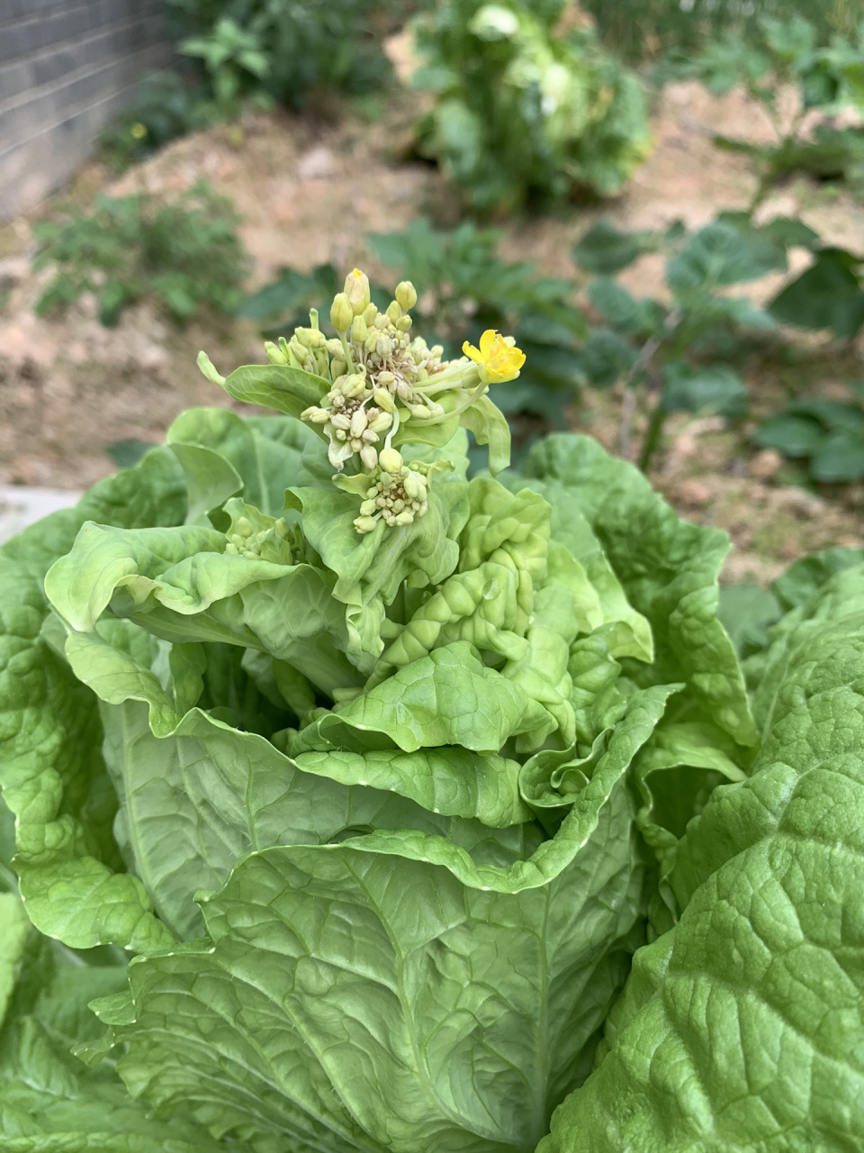 大白菜怎么开花图片