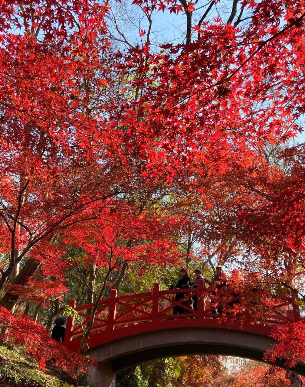 南京植物园的枫叶红了 走进红枫林 仿佛走进了红色的海洋[闭嘴] 非常