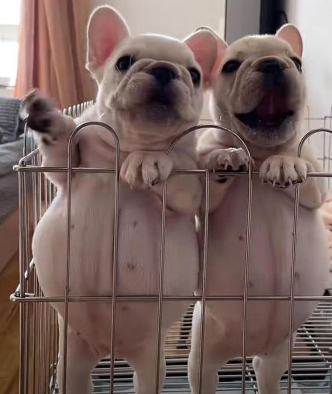 两只小奶狗也太能吃了,肚子都圆滚滚的