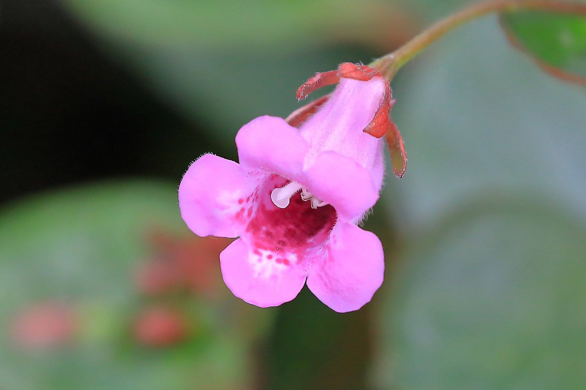 苦苣苔是一种极具观赏性的植物.