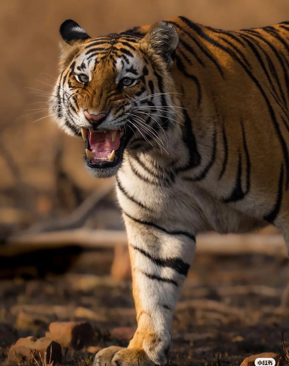 动物世界老虎的威武身姿