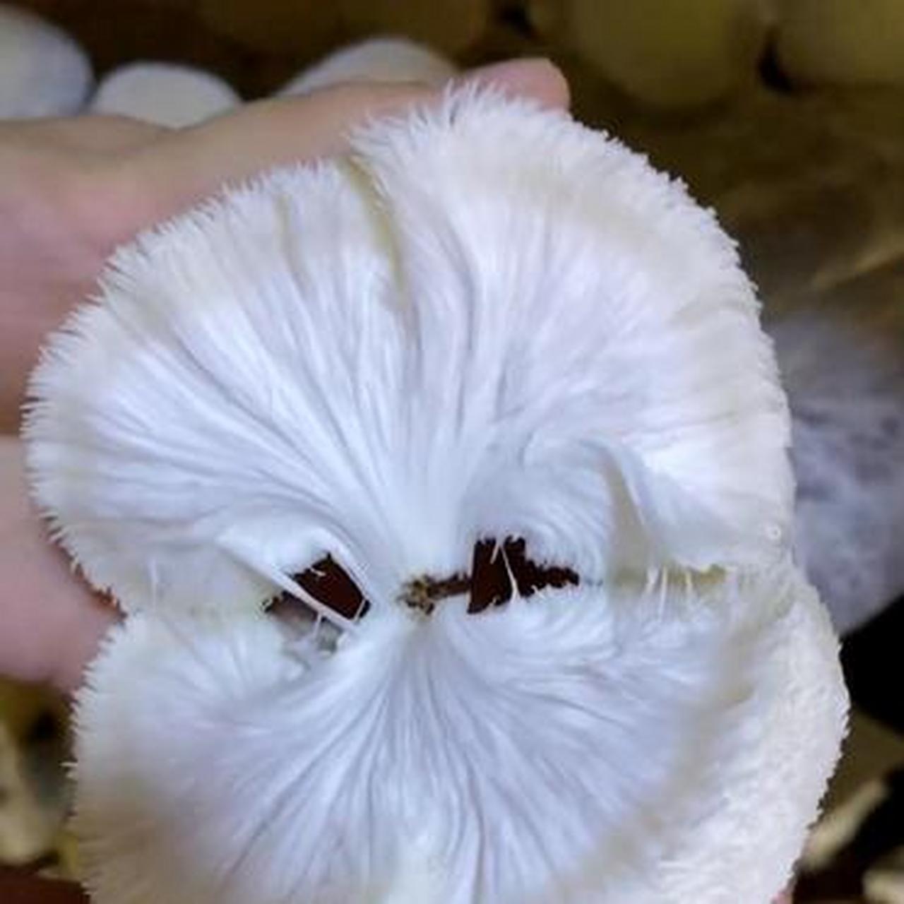 新鲜猴头菇开始采摘!