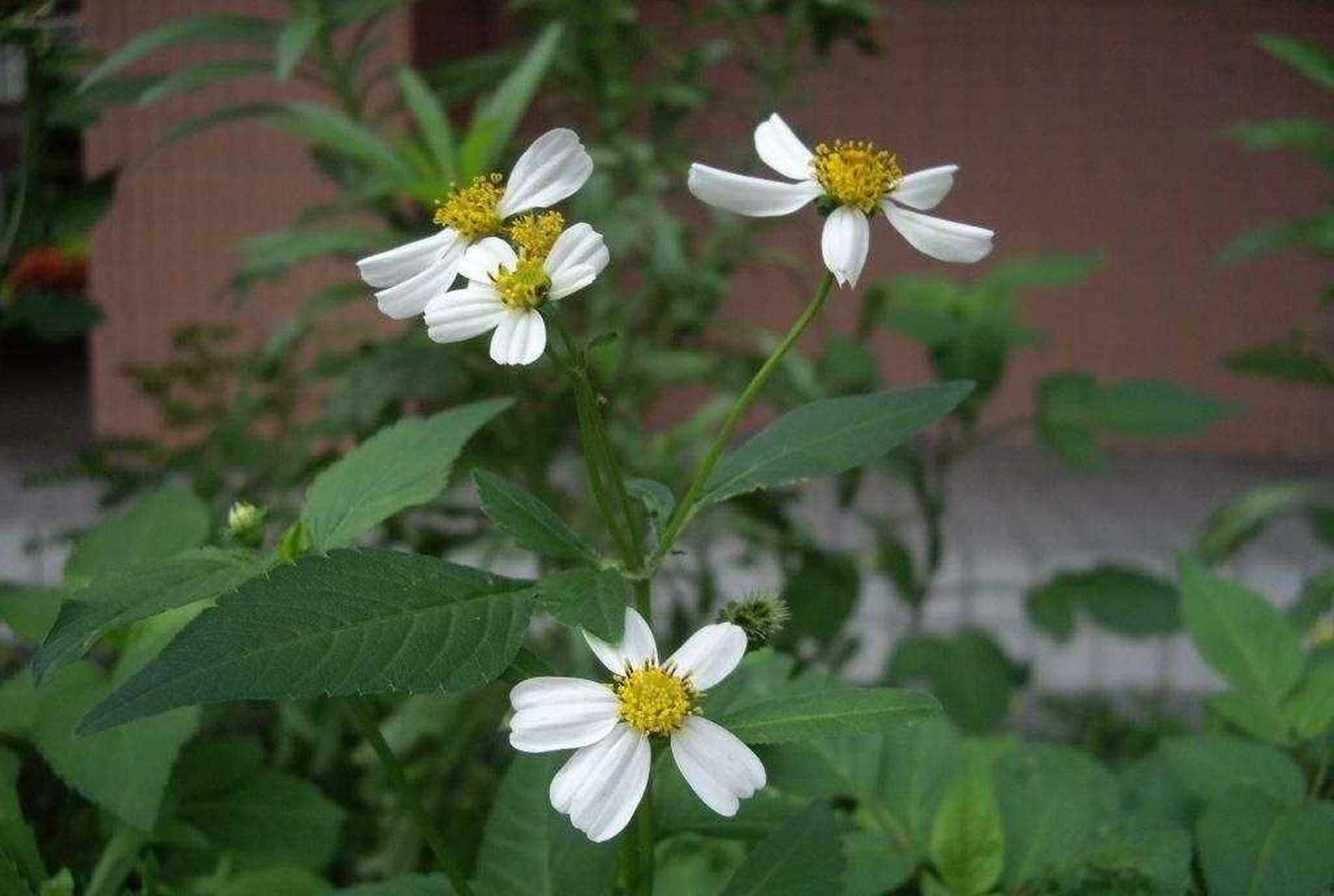 带刺粘人的植物图片